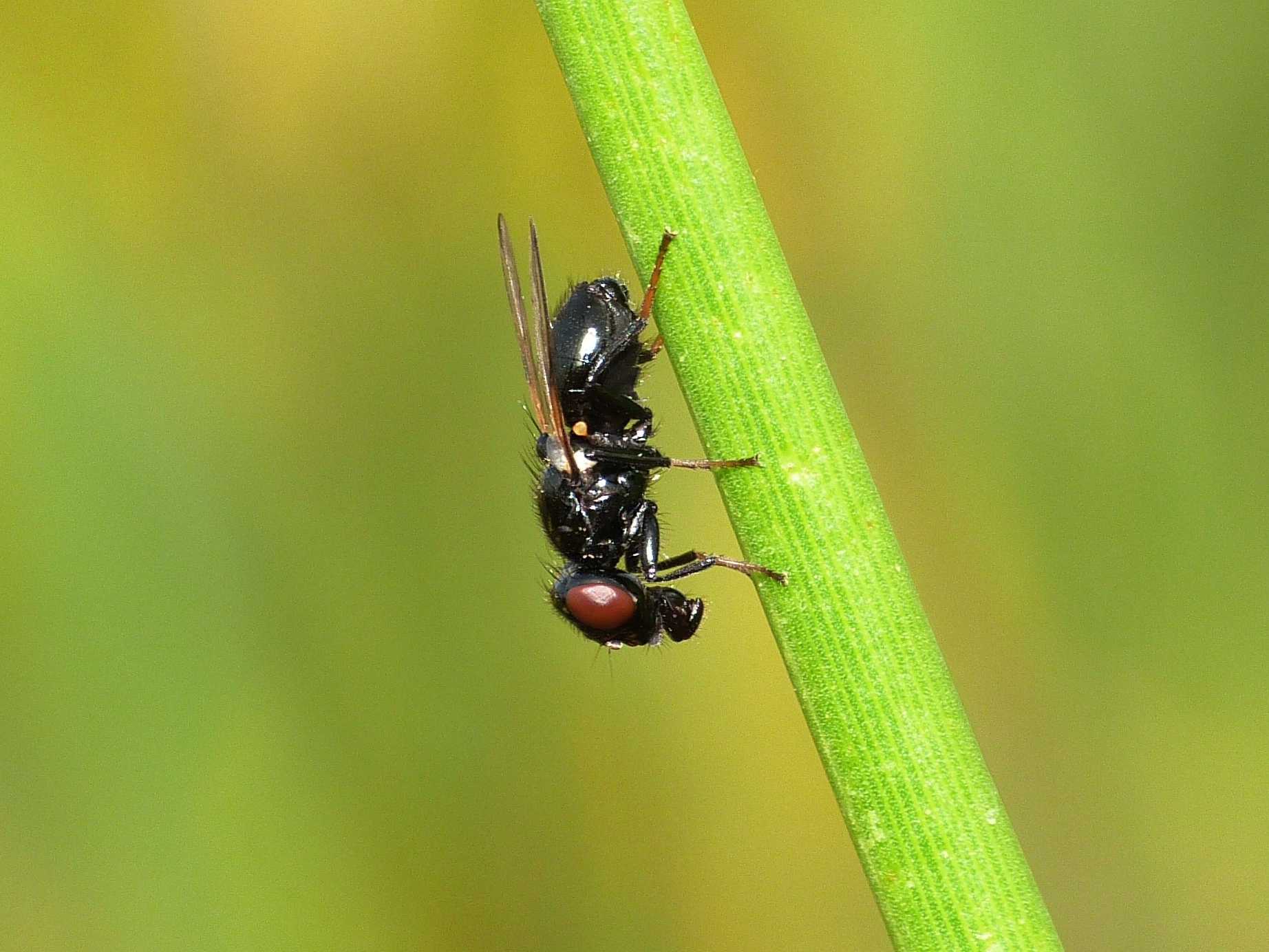 Mosca blu scura su ginestra. Sepsidae? No. Ulididia apicalis